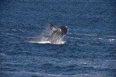 gallery-south-africa-5
